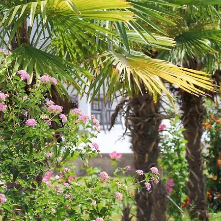 Village فندق